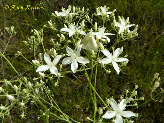{Sabatia macrophylla var. recurvans}